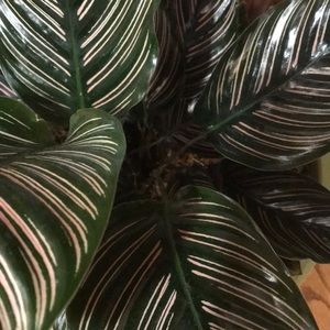 Meet your Posher, Kathleekathleen